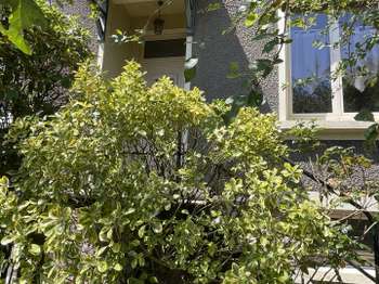 Vente Maison 4 chambresAncenis-Saint-Géréon