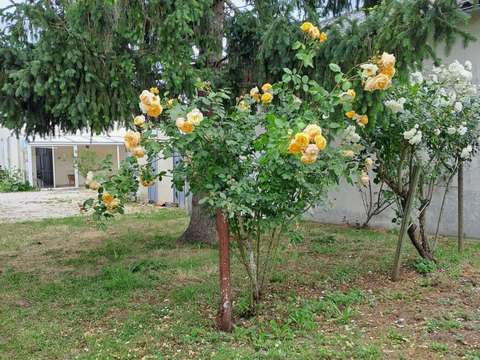 Vente maison 3 pièces Arvert 17