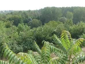 Vente Maison 2 chambresAvailles-Thouarsais