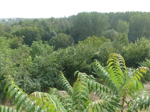 Vente maison 4 pièces Availles-Thouarsais 79