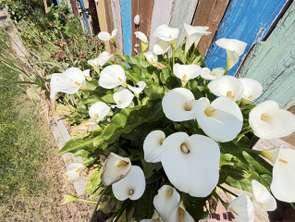 Vente Maison 3 chambresLes Sables-d'Olonne