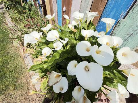 Vente maison 4 pièces Les Sables-d'Olonne 85