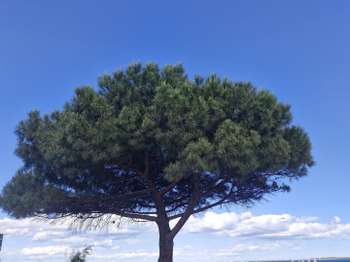 Vente maison 3 pièces Marseillan 34