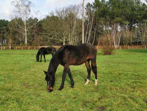 Vente Maison 3 chambresMoncé-en-Belin