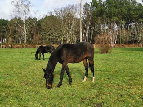 Vente maison 6 pièces Moncé-en-Belin 72