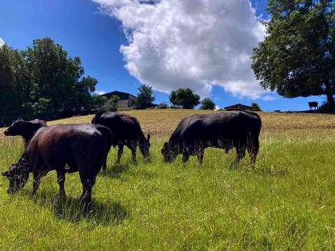 Vente maison 5 pièces Montauban 82
