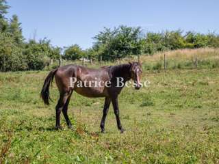 Vente maison 19 pièces