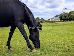 Vente Maison 3 chambresPont-l'Abbé