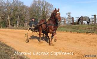 Photo Vente maison Saint-Aubin-des-Coudrais
