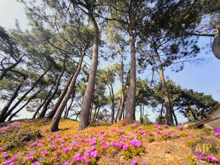 Photo Vente maison Saint-Brevin-les-Pins
