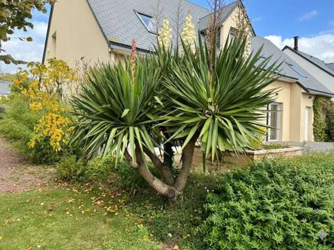 Vente maison 5 pièces Saint-Jean-le-Thomas 50