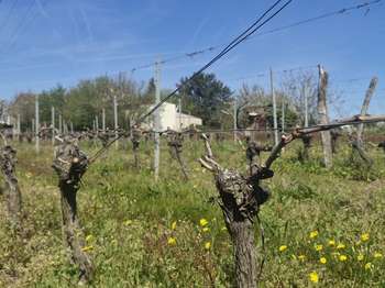 Vente maison 7 pièces Saint-Magne-de-Castillon 33