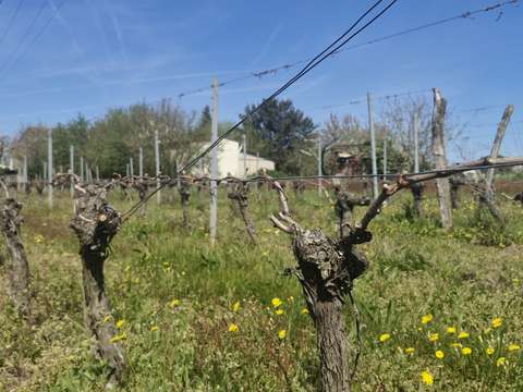 Vente maison 7 pièces Saint-Magne-de-Castillon 33