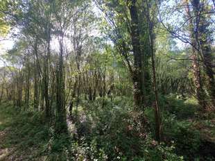 Photo Vente maison Saint-Vincent-des-Landes