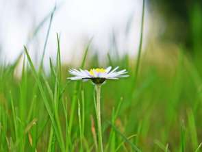 Vente Terrain 350 m&sup2;Abbaretz