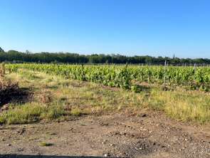 Vente Terrain 51000 m&sup2;Beautiran