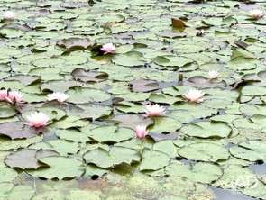 Vente Terrain 10501 m&sup2;Bourgbarré