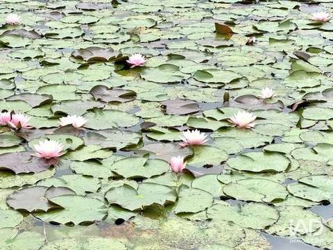 Vente de terrain Bourgbarré 35