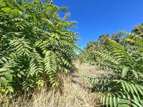 Vente Terrain 609 m&sup2;Brézé