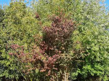 Vente Terrain 233 m&sup2;Bruz