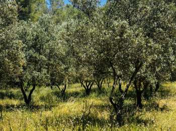 Vente Terrain 22550 m&sup2;Callas
