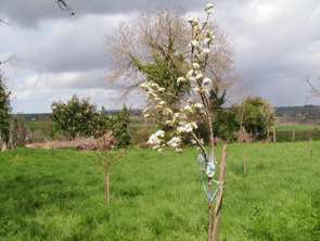 Vente Terrain 805 m&sup2;Caro