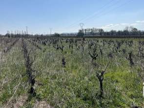 Vente Terrain 11765 m&sup2;Codolet