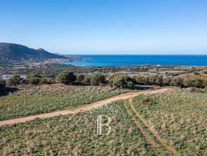 Vente Terrain 4000 m&sup2;Corbara