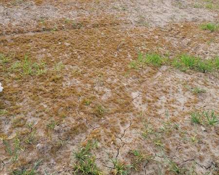 Vente de terrain Crach 56