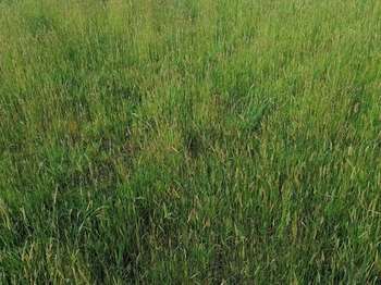 Vente Terrain 503 m&sup2;Crach