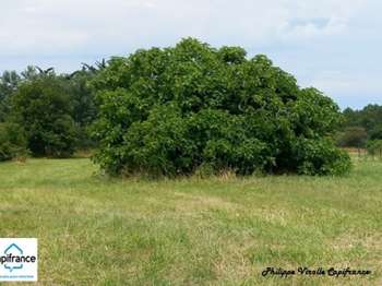 Vente de terrain Dolus-d'Oléron 17