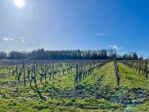 Vente Terrain 41229 m&sup2;Grézillac