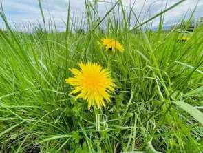 Vente Terrain 1250 m&sup2;Grilly