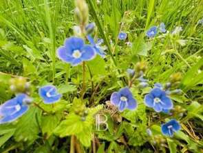 Vente Terrain 1250 m&sup2;Grilly