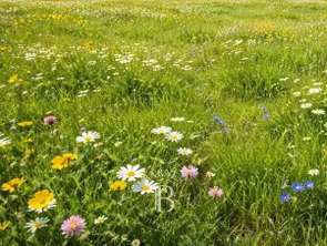 Vente Terrain 1200 m&sup2;Grilly