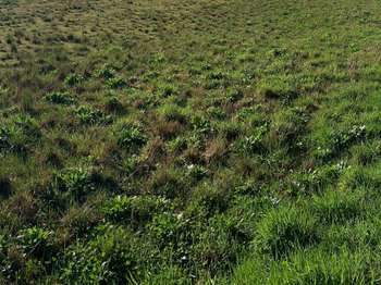 Vente Terrain 795 m&sup2;Guipavas