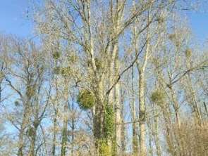 Vente Terrain 5805 m&sup2;Jublains