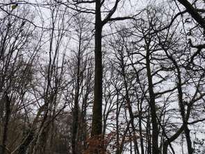 Vente Terrain 29105 m&sup2;La Chapelotte