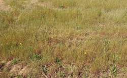 Photo Vente de terrain La Mothe-Achard