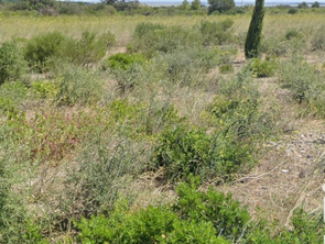 Vente Terrain 3510 m&sup2;La Palme