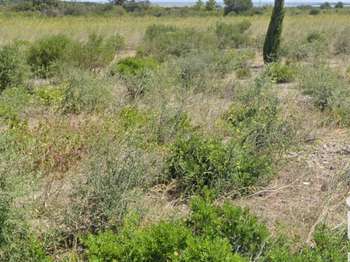 Vente de terrain La Palme 11
