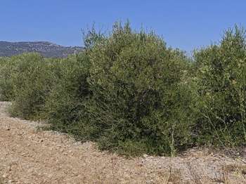 Vente de terrain La Palme 11