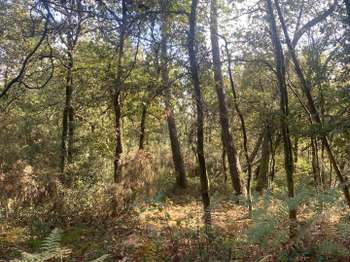 Vente de terrain Langon 35