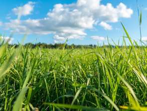 Vente Terrain 530 m&sup2;Lanrelas