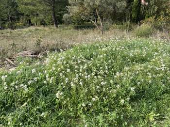 Vente Terrain 828 m&sup2;Le Beausset