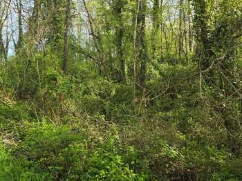 Vente Terrain 2500 m&sup2;Le Champ-Saint-Père