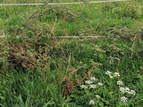 Vente de terrain Le Sourn 56