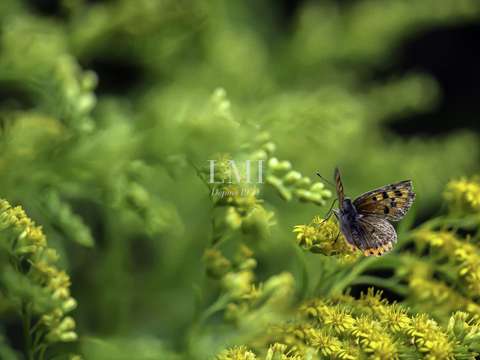 Vente de terrain Mellac 29