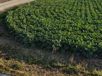 Vente de terrain