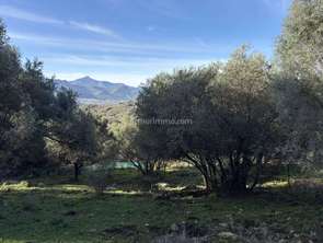 Vente Terrain 5040 m&sup2;Montegrosso